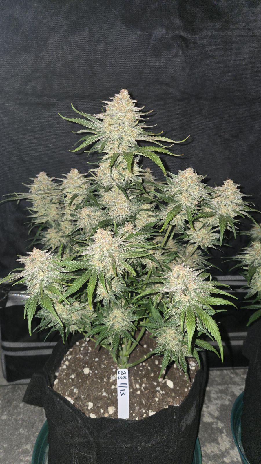 42 Fast Buds - Frostbanger