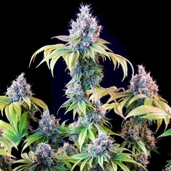 Royal Queen - Dynamite Diesel