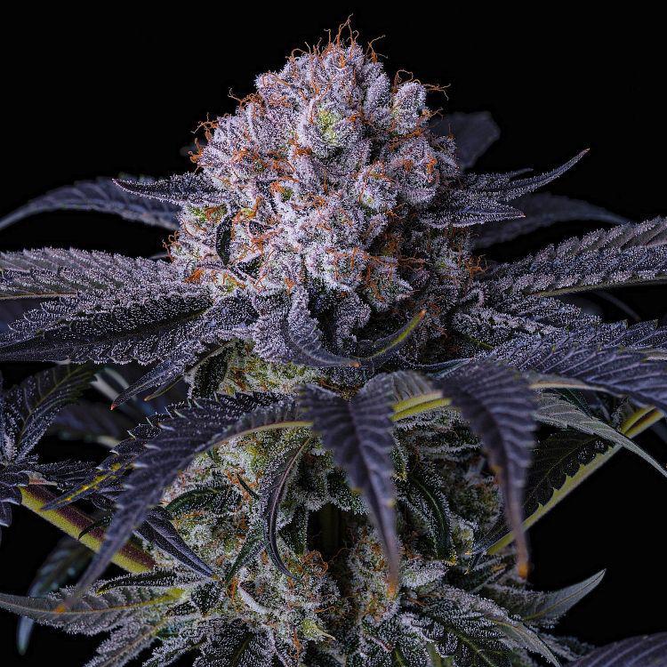 Ethos - GRAPE BALLS OF FIRE Rbx