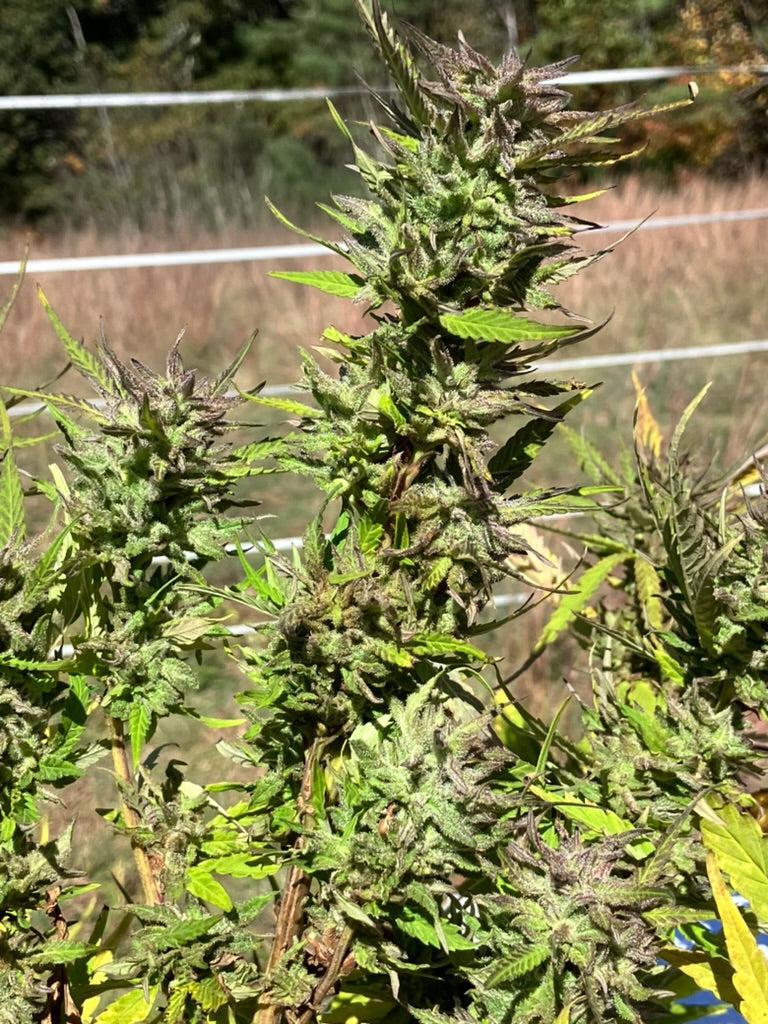 Lamb's Breath Seeds - Ire Select