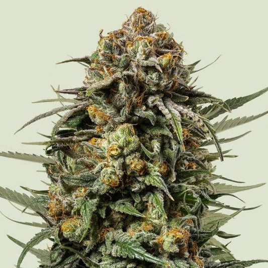 Royal Queen - Gelato 44