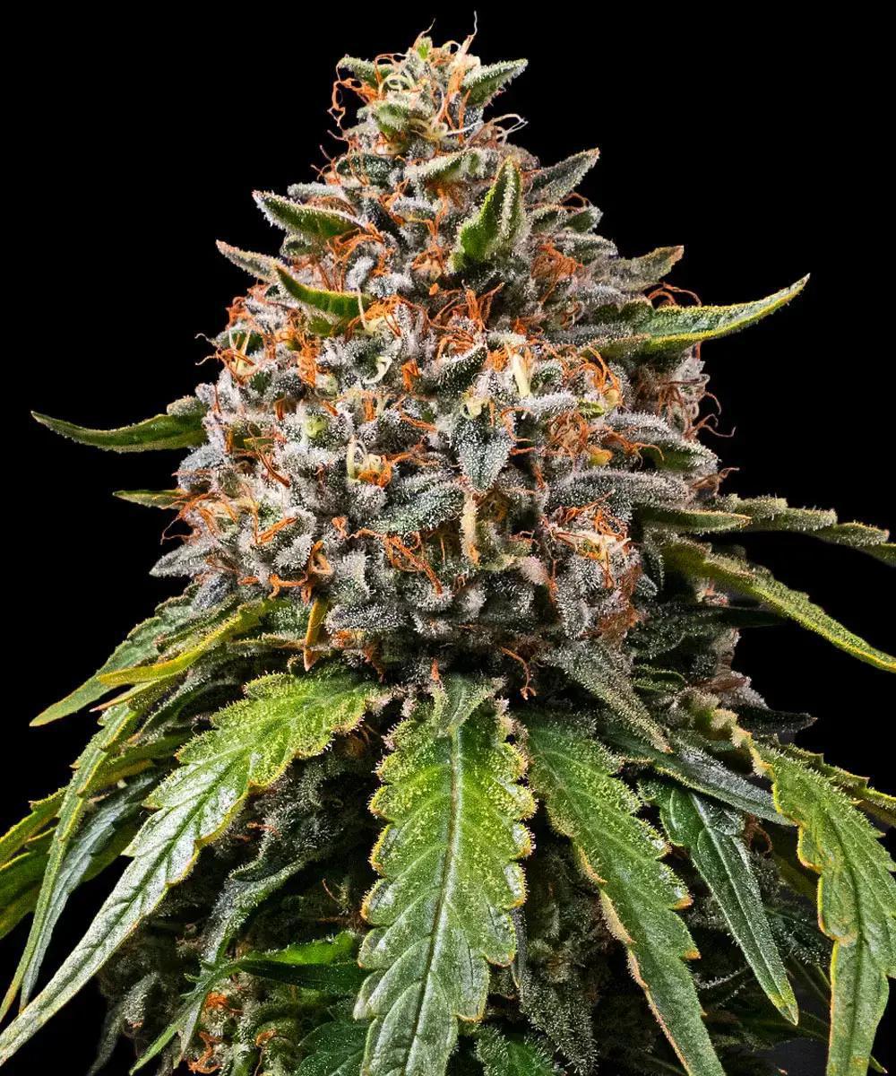 Barney's Farm - White Widow XXl