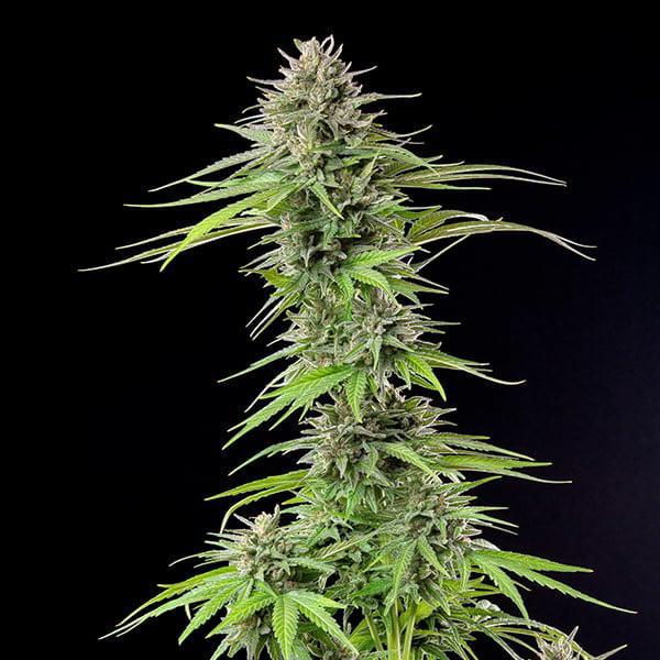 Royal Queen - Blue Cheese