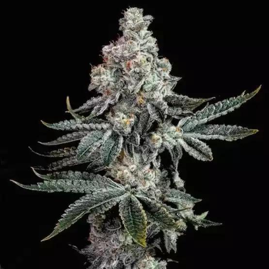 Ethos - Grandpa's Cookies R2V1