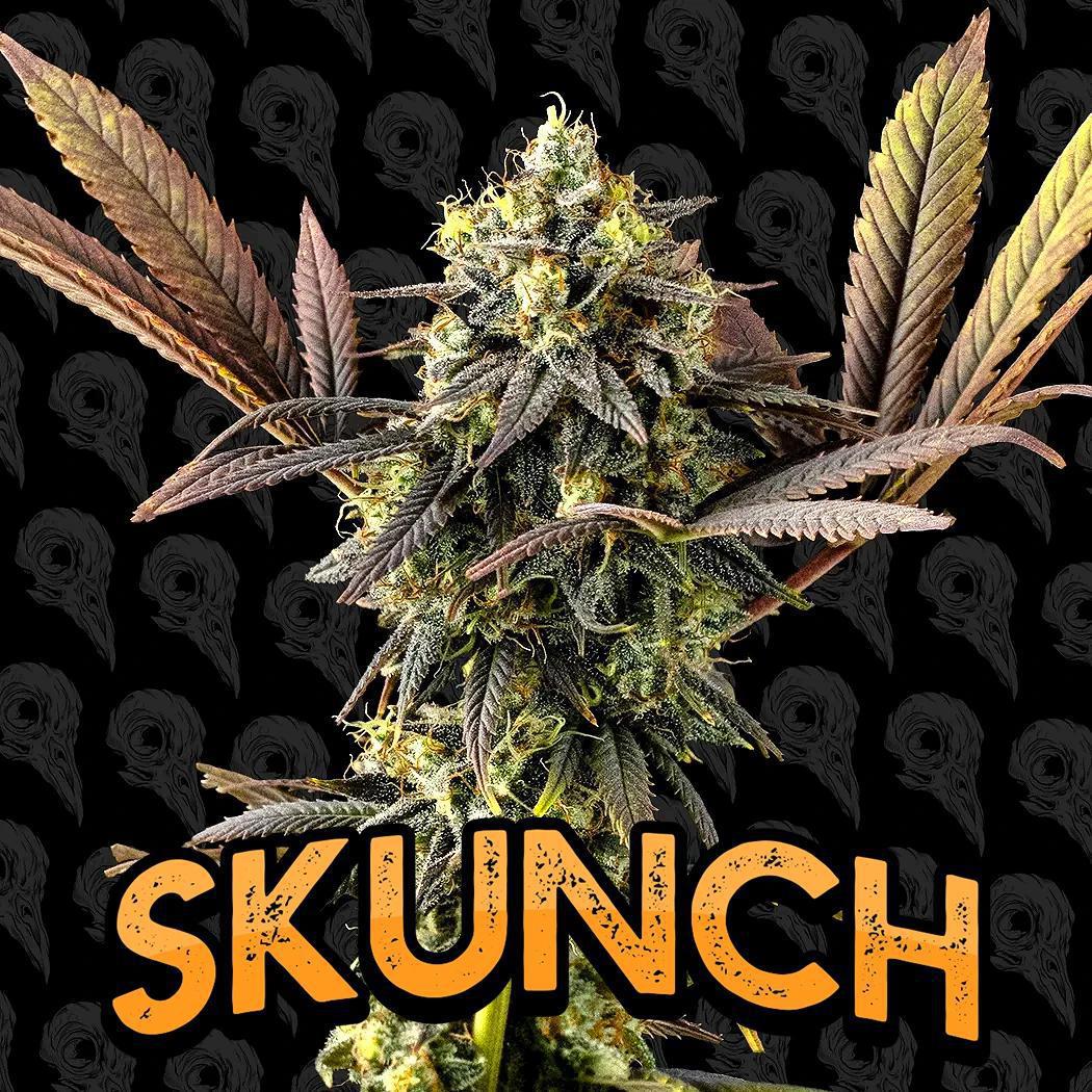 Dirty Bird - Skunch