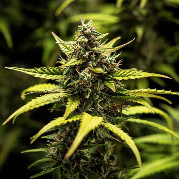 Royal Queen - NYC Sour D