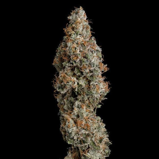 Royal Queen - Grape Ape