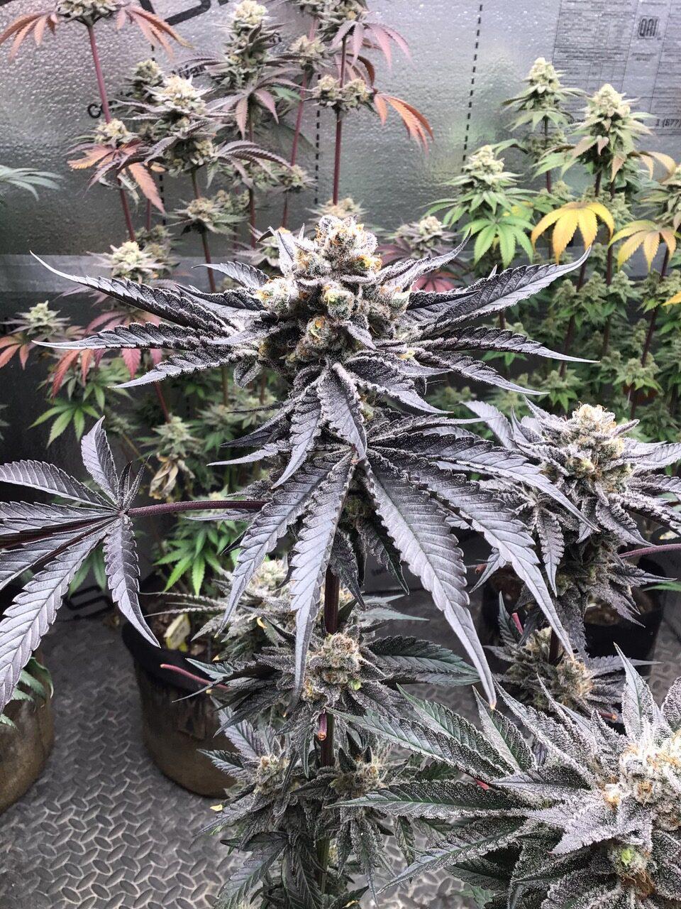 Elev8 Seeds - Johnny Apple Seed