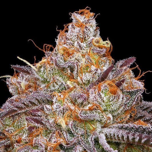 Humboldt - Granny Candy