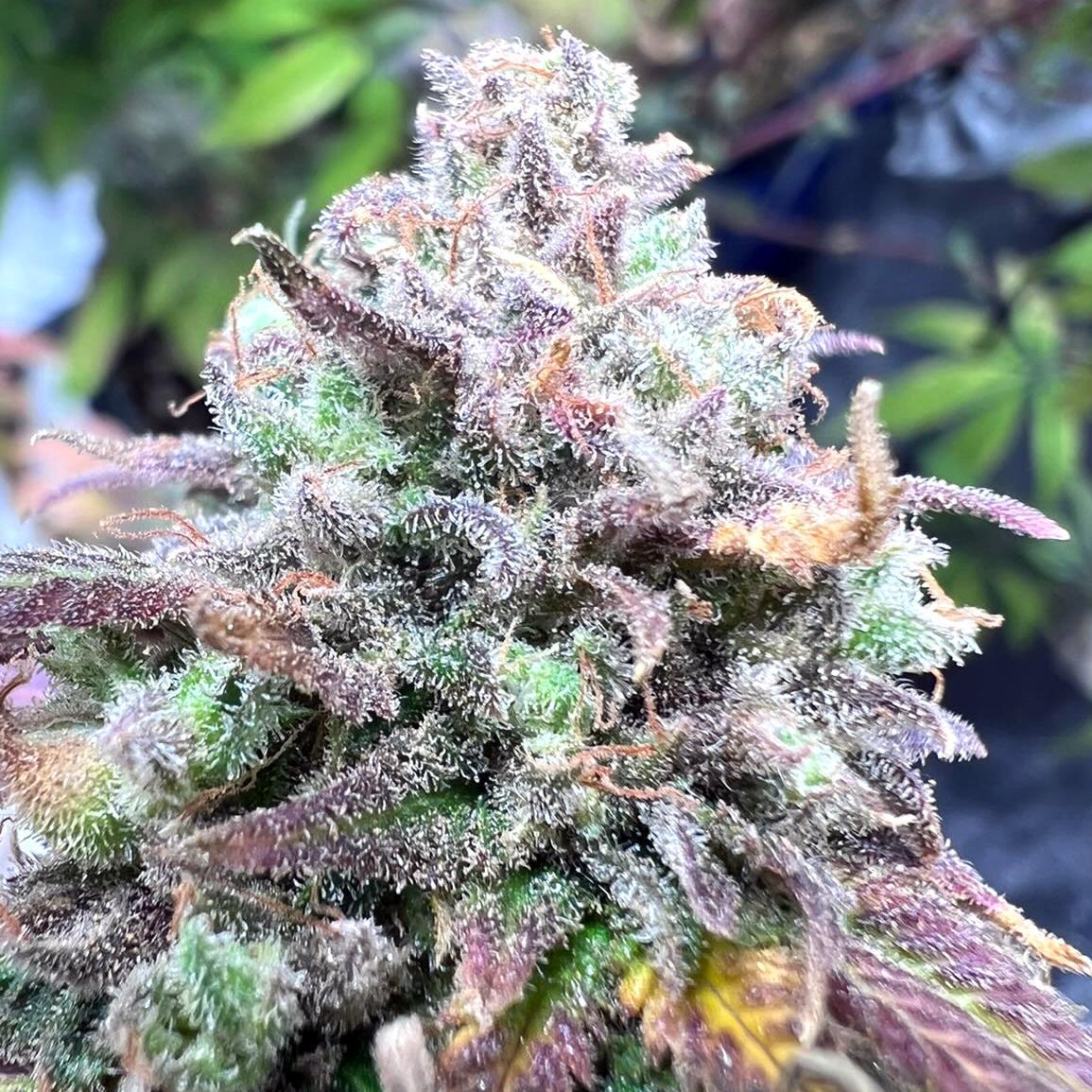 Elev8 Seeds - Johnny Apple Seed