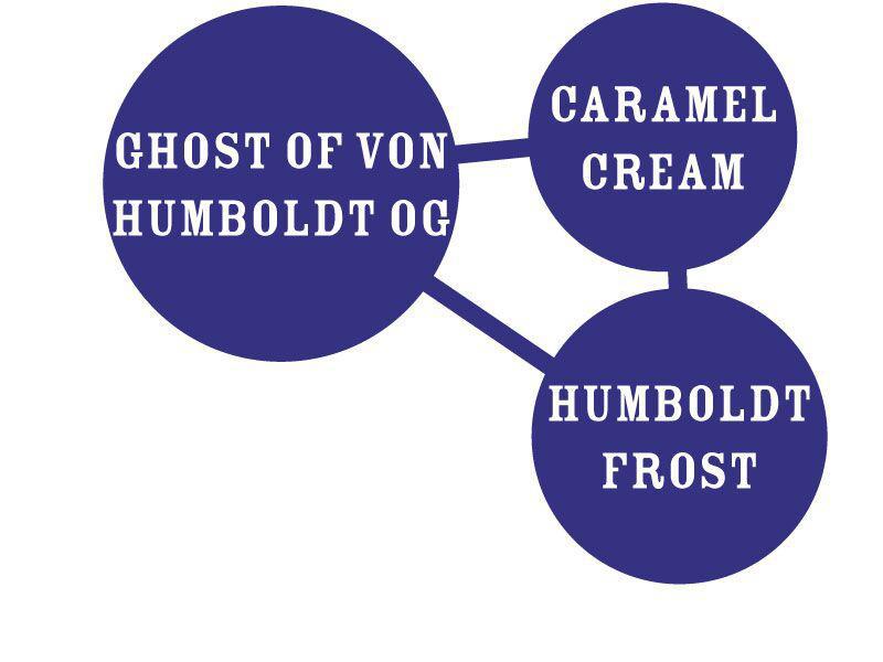Humboldt - Notorious THC