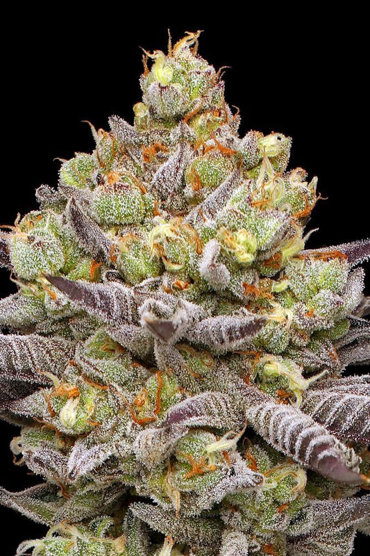 Humboldt - Hyper Za
