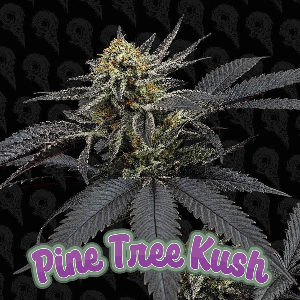Dirty Bird - Pine Tree Kush