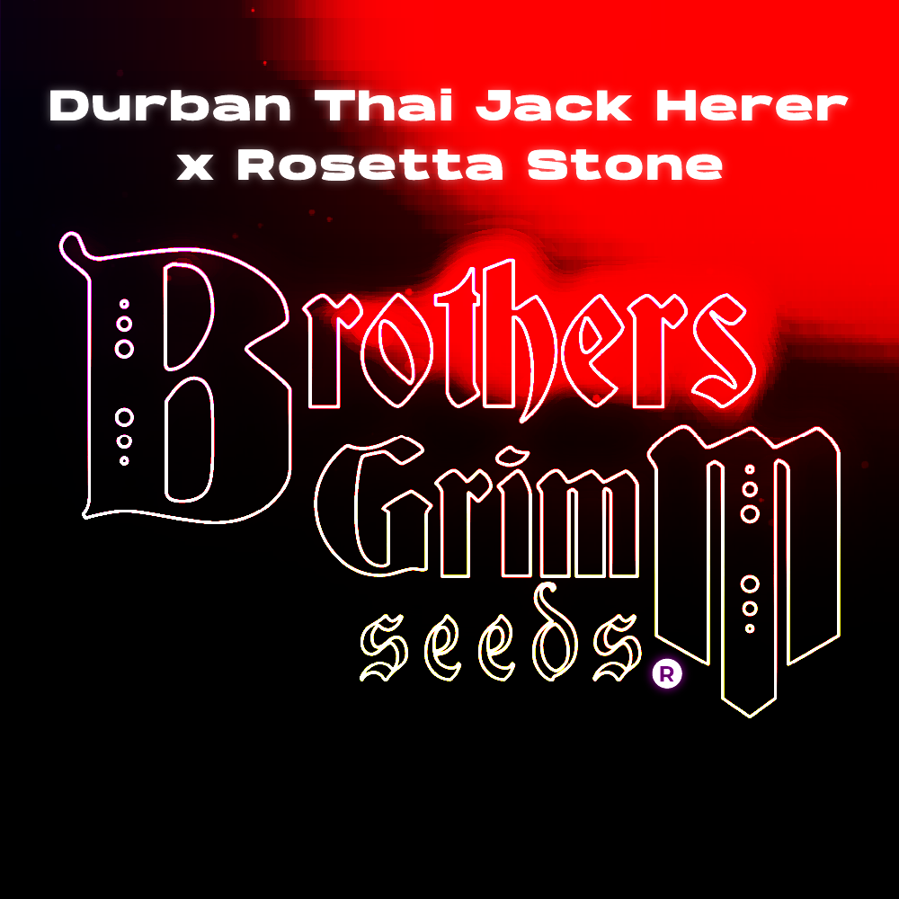 Brothers Grimm - Durban Thai Jack Herer x Rosetta Stone