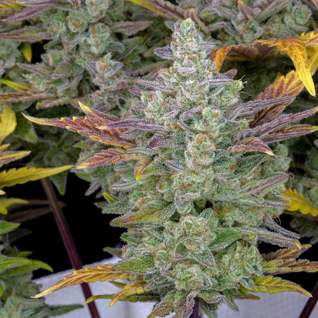 42 Fast Buds - Gorilla Cookies Auto