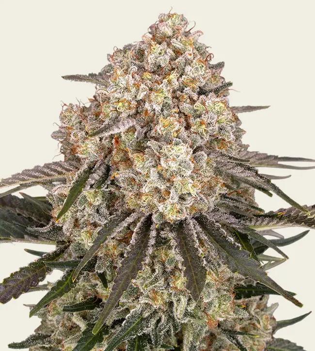 Barney's Farm - AK- 47