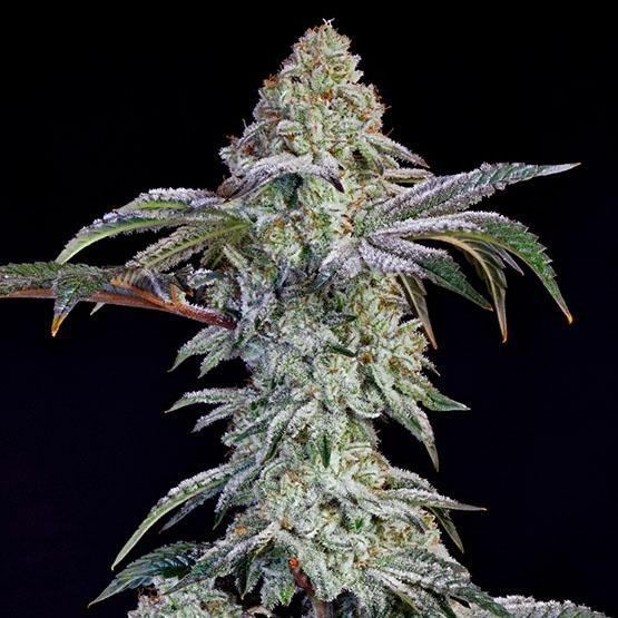 Ethos - Grandpa's Cookies #6 S1