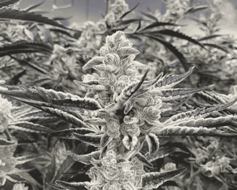 In House Genetics - Platinum Kush Breath Remix