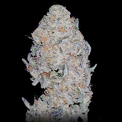In House Genetics - Permanent Velvet
