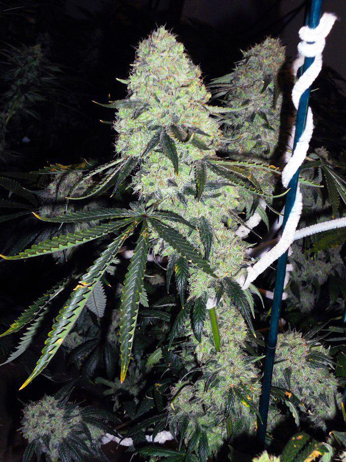 The Cali Connection - Deadhead OG