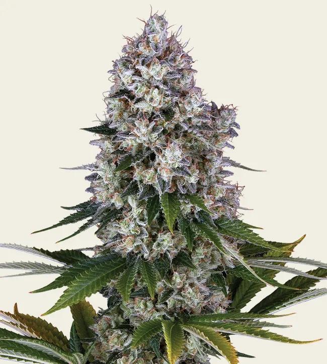 Barney's Farm - Northern lights