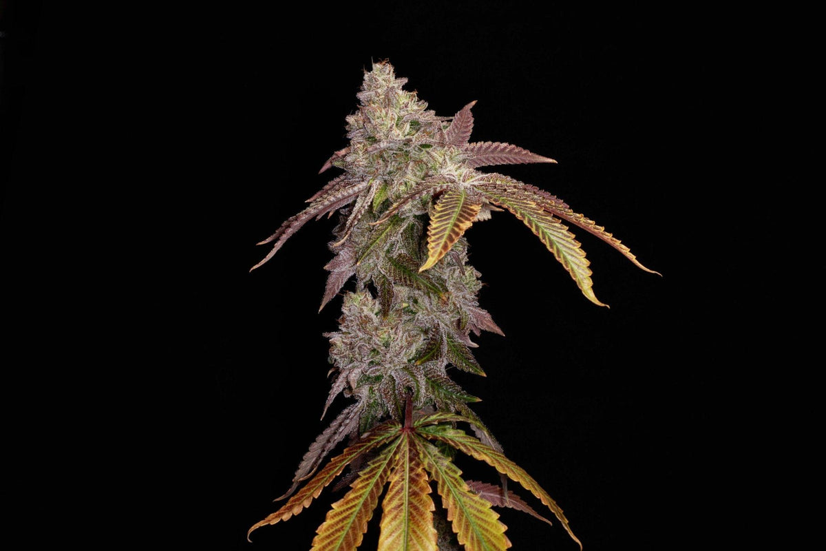 Elev8 - Permanent Pounder