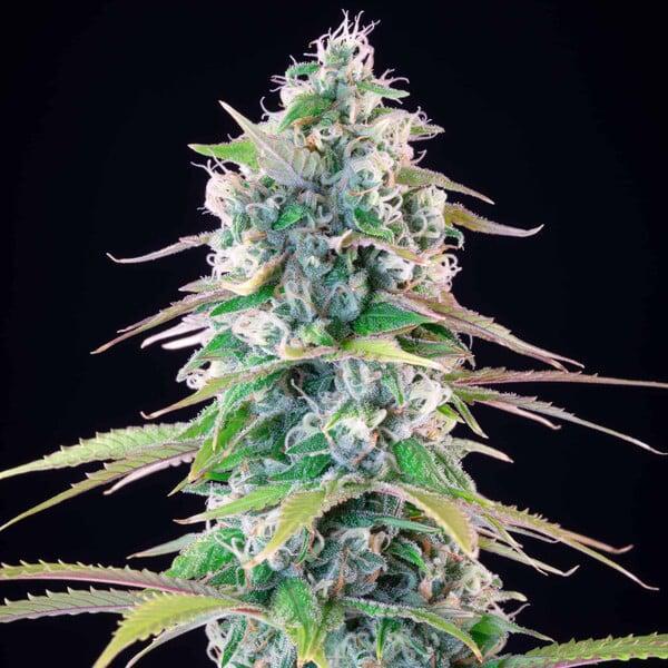 Royal Queen - Gelato 44