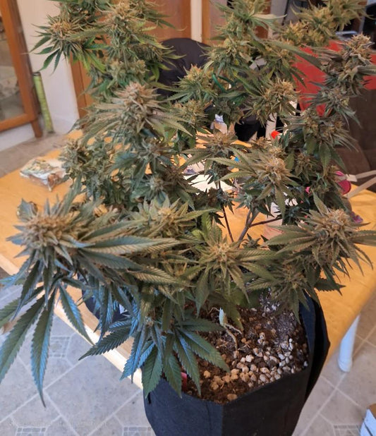 Vega Genetics - Aurora Merlot