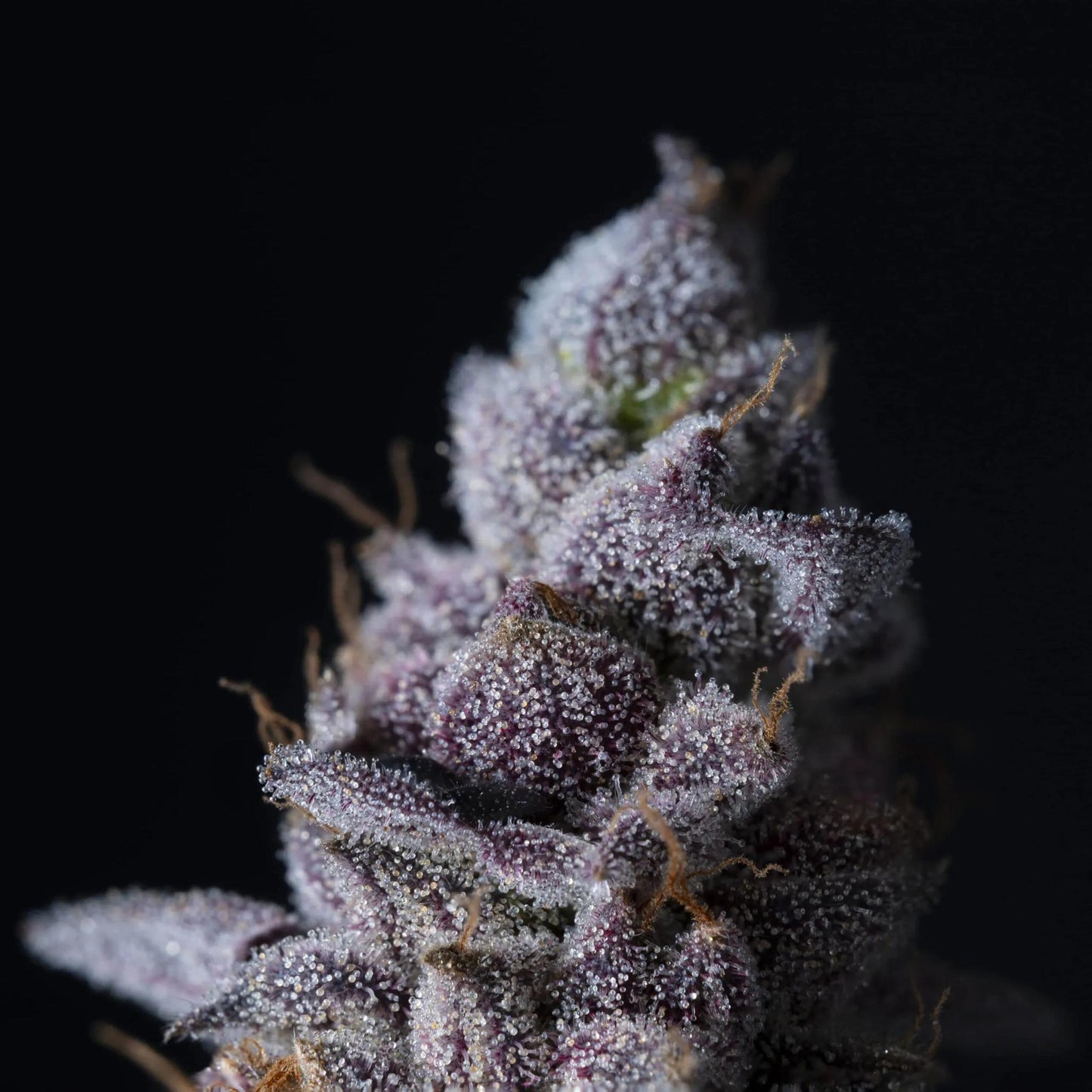 Elev8 Seeds - Permanent Pounder