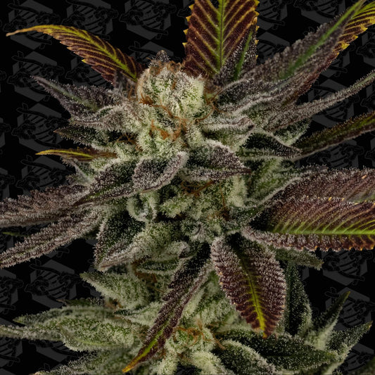 Dirty Bird - Pride Multi pack