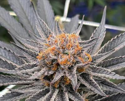 In House Genetics - Sugoi Zushi