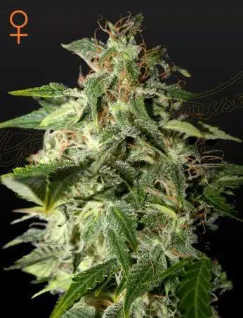 Green House Seed Co. - Afgooey