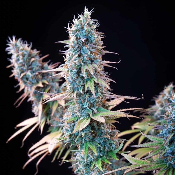 Royal Queen - Granddaddy Purple