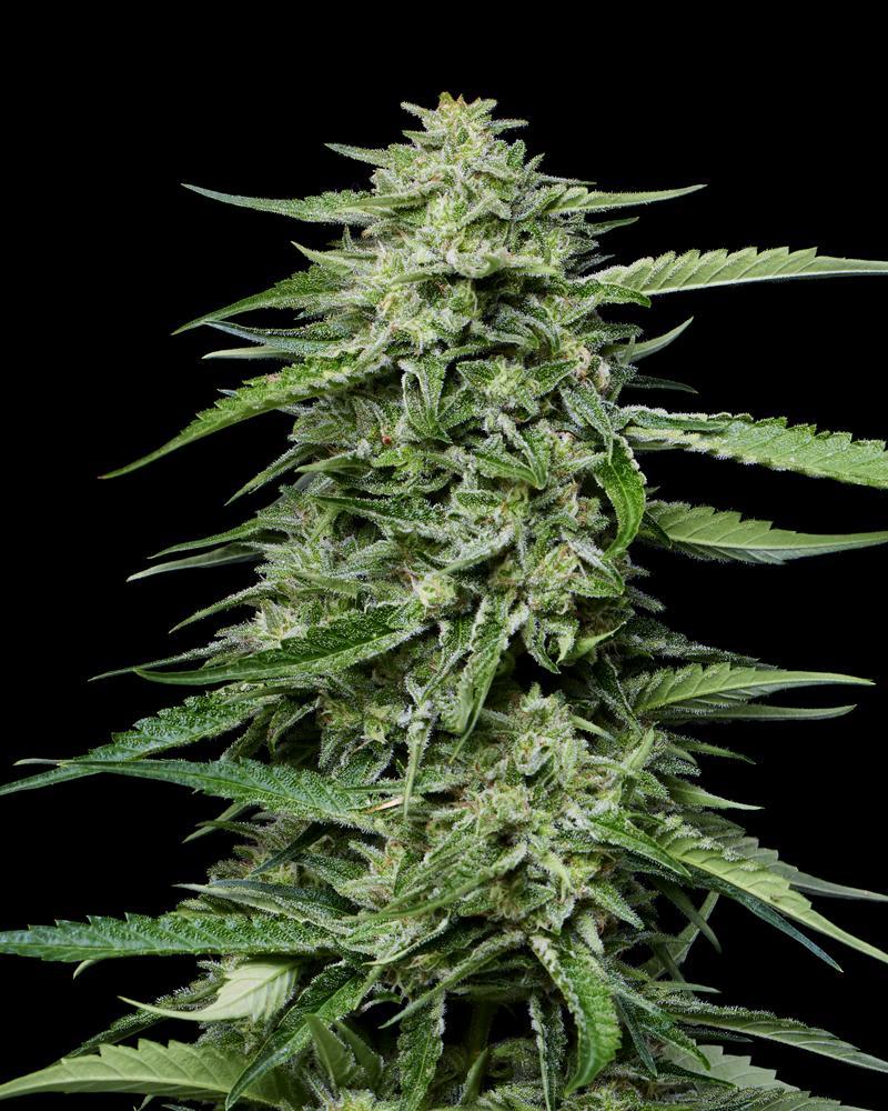 Humboldt - Blueberry Honey