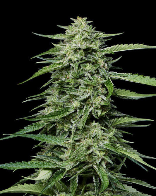 Humboldt - Blueberry Honey