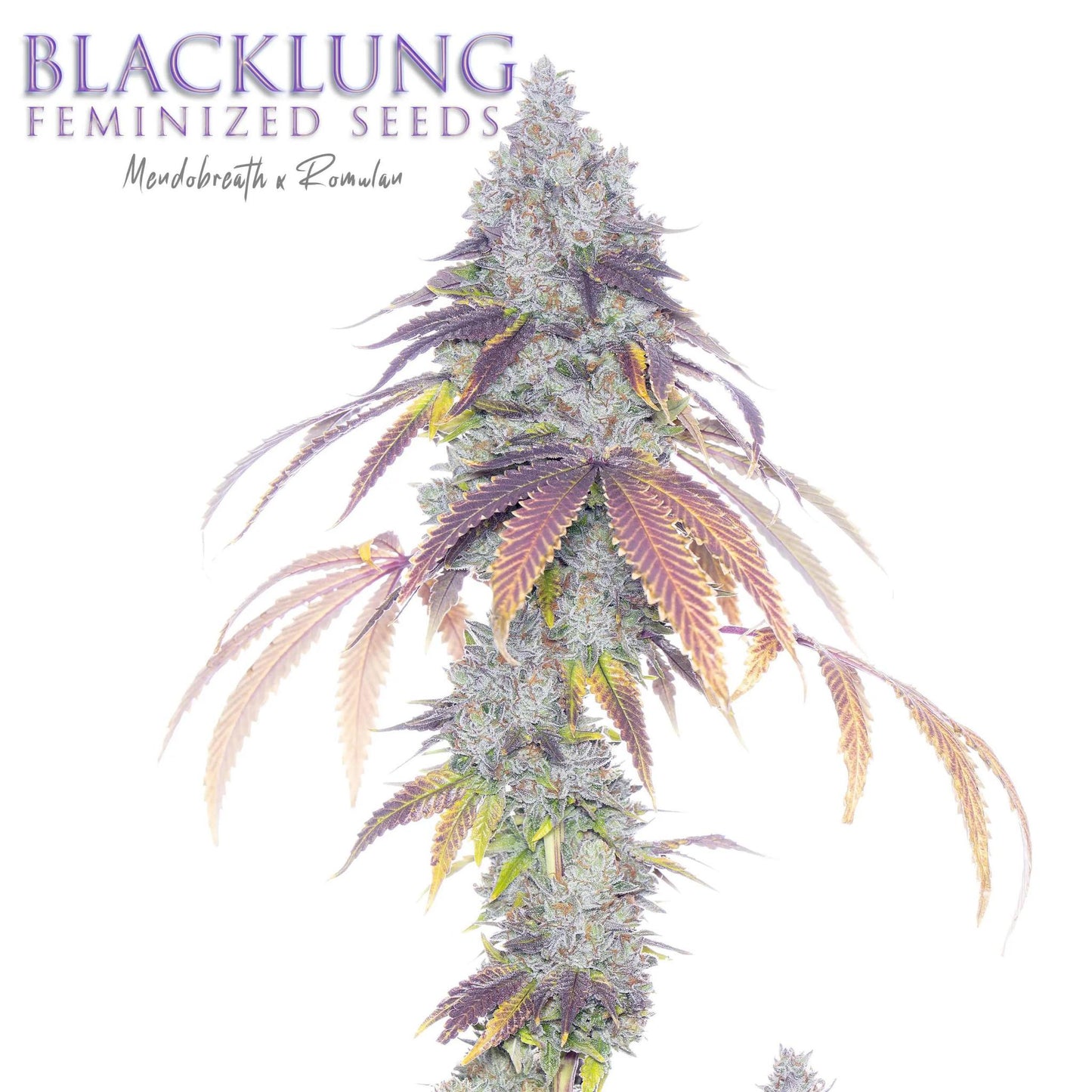 Romulan Genetics - Blacklung