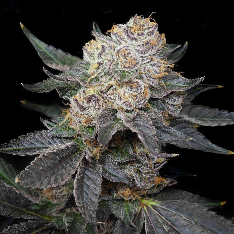 Elev8 Seeds - Northern Tropic