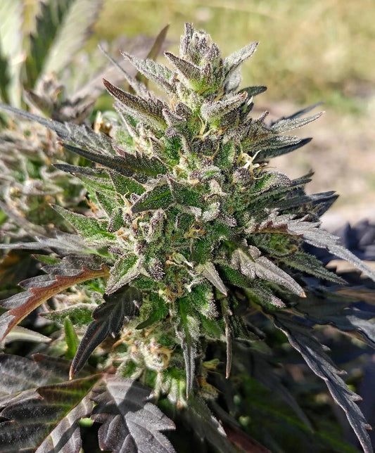 Mephisto - Creme bubbly
