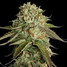 DNA Genetics - Kosher Kush