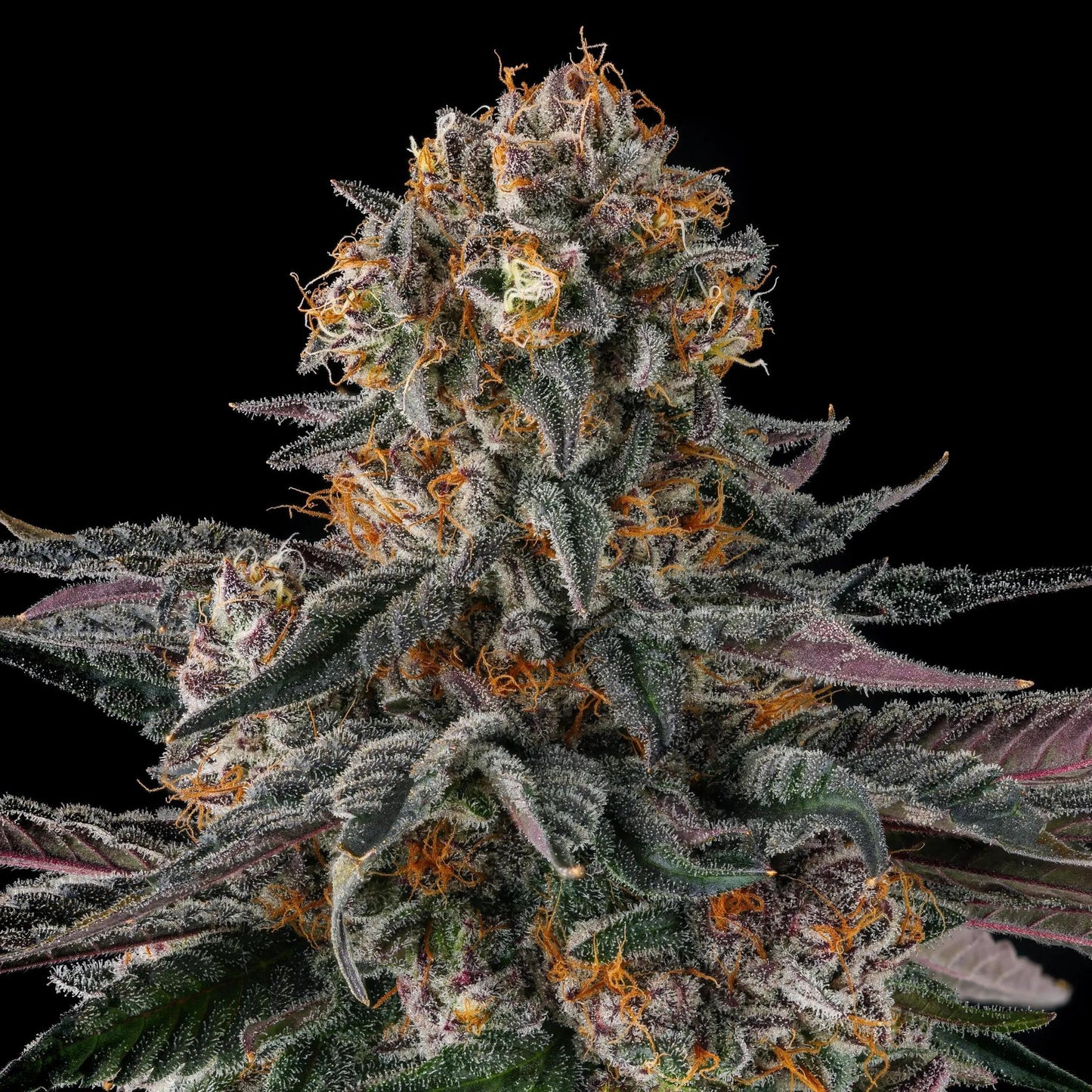 Compound Genetics - Orange moon