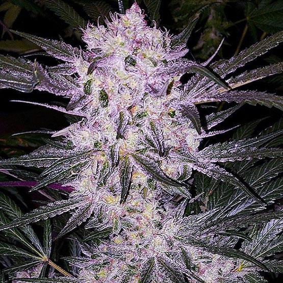 Ethos - Lilac Cookies BX2