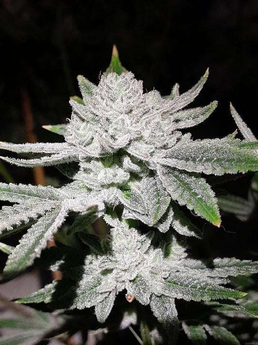 In House Genetics - Sticky Glue