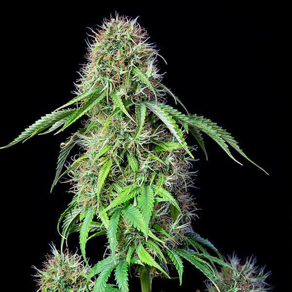 Royal Queen - Royal CBG Auto