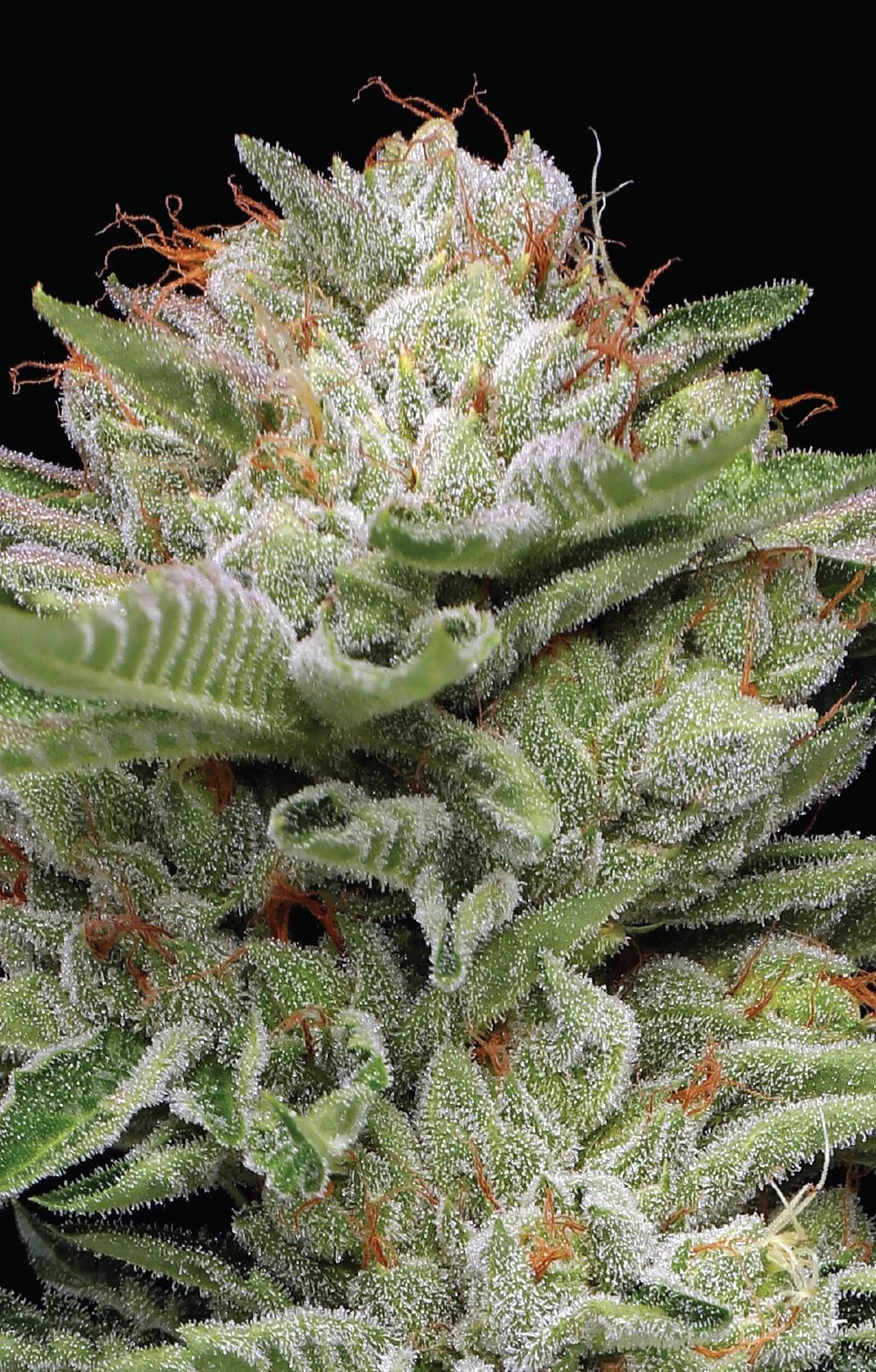 Humboldt - Durban Poison Auto