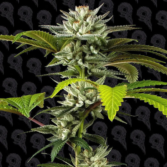 Dirty Bird - Grease Truck