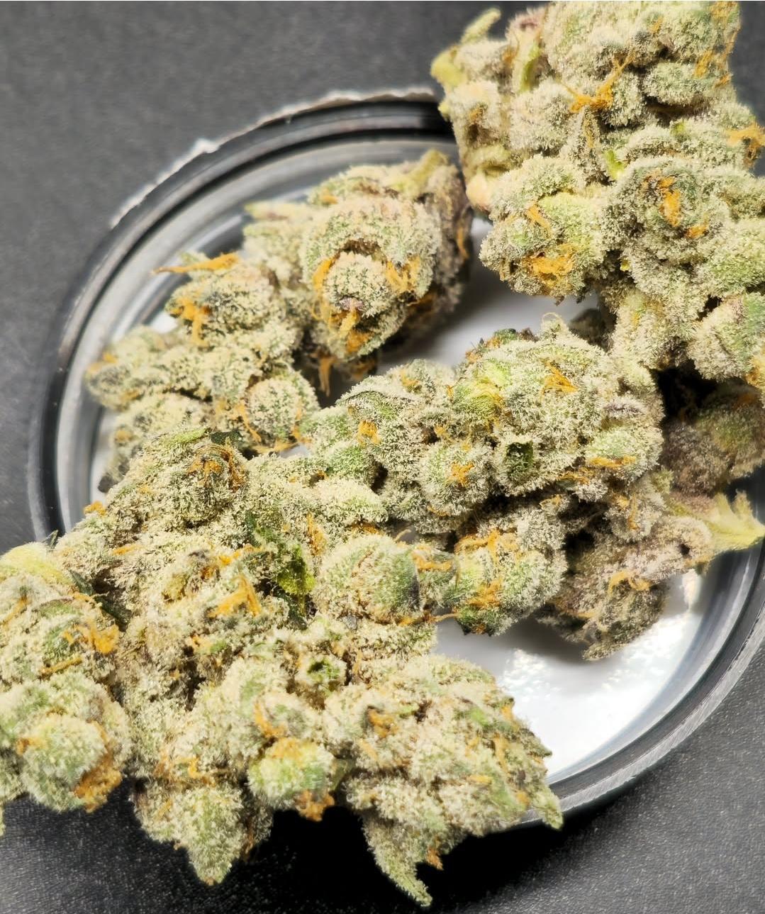 In House Genetics - Sugar Tree