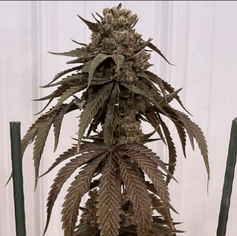 In House Genetics - Papayafiya