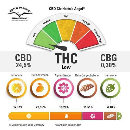 Dutch Passion - Cbd Charlotte's Angel