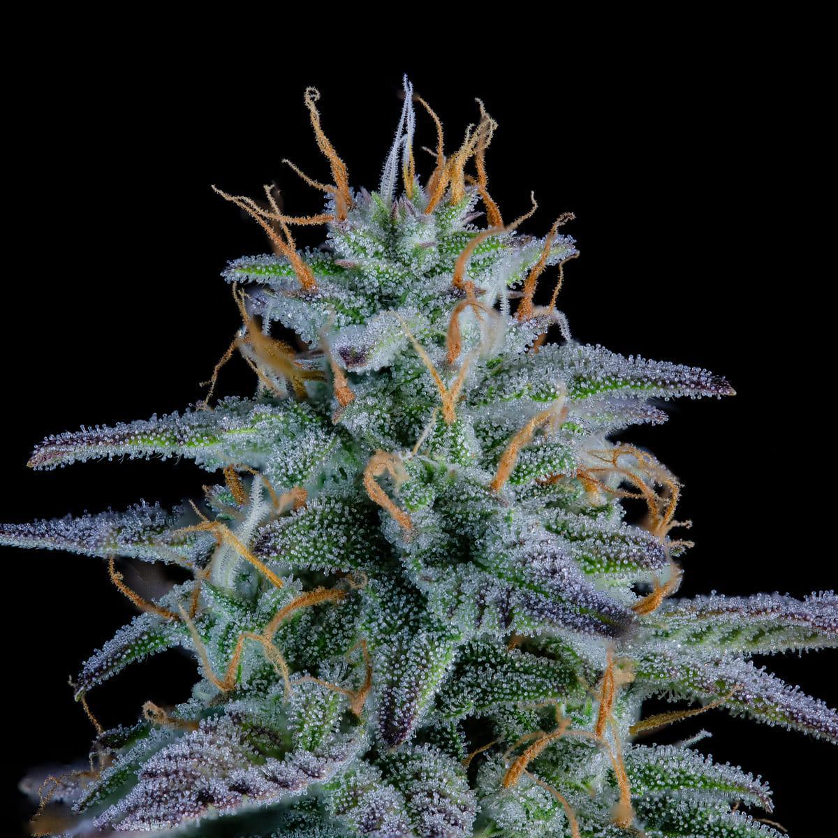 Mephisto - Strawberry Nuggets