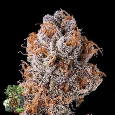 In House Genetics - Platinum Valley
